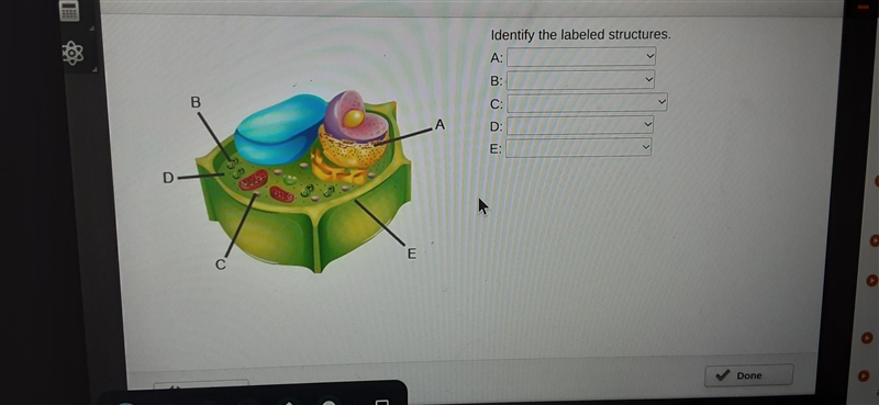 Identify the labes structures-example-1