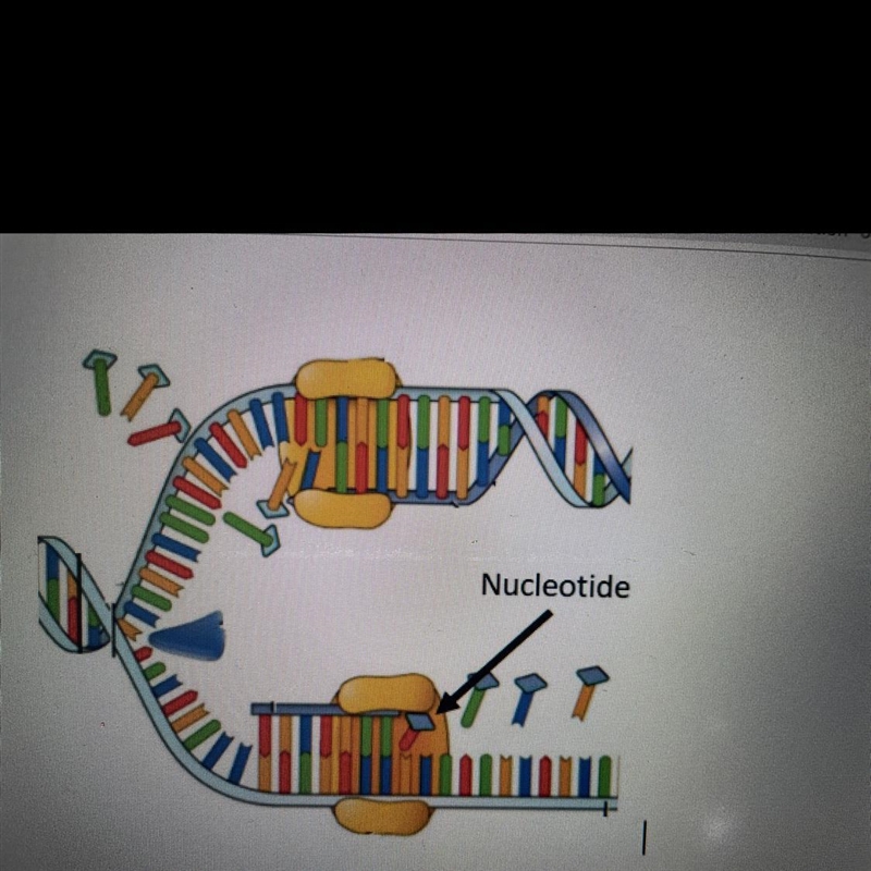 Why is only one nucleotide added at a time during DNA replication?-example-1