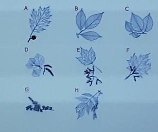 Which type of leaf is represented by letter D? A) White Oak B) White Spruce C) American-example-1