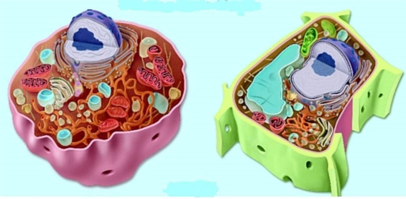 Compare and contrast the cell structures / organelles found in plant and animal cells-example-1