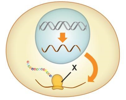 100 points! The diagram shows steps and structures involved in protein production-example-1