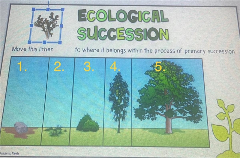 Move this lichen to where it belongs within the process of primary succession Pls-example-1