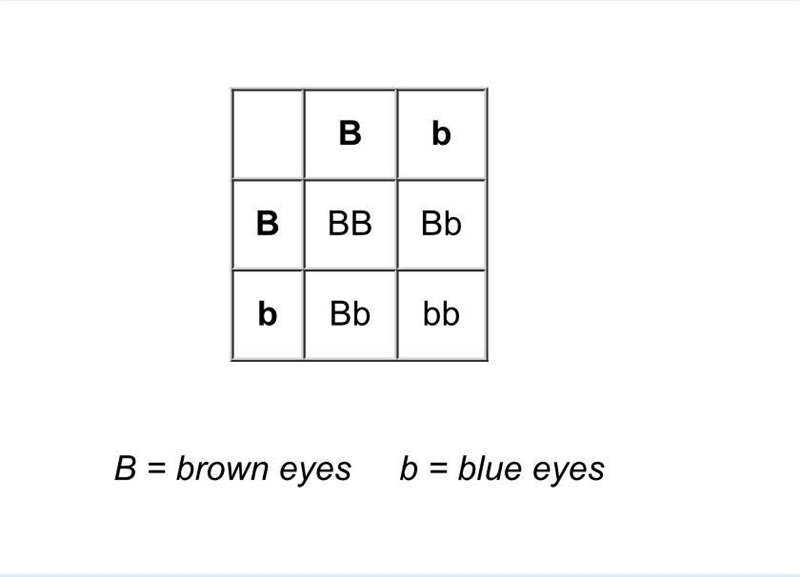 According to the Punnett Square shown above A. there is a 50% probability that an-example-1