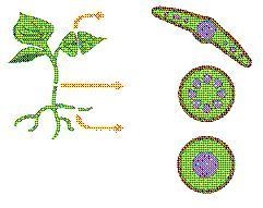 This diagram illustrates the three types of plant tissue. (attached) Which main plant-example-1