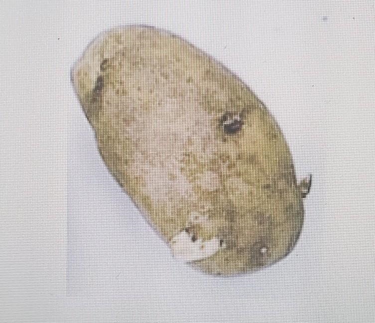 Help please. Potatoes are specialized stems called tubers. Potato tubers have two-example-1