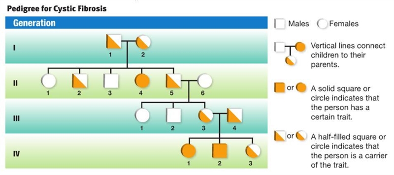 Look at the pedigree below, does anyone in the 4th generation have cystic fibrosis-example-1