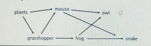 Which of the following does the frog represent? A. Primary producer B. Primary consumer-example-1