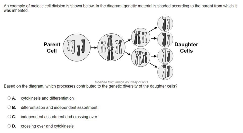 PLEASE HELP, 20 POINTS! An example of meiotic cell division is shown below. In the-example-1