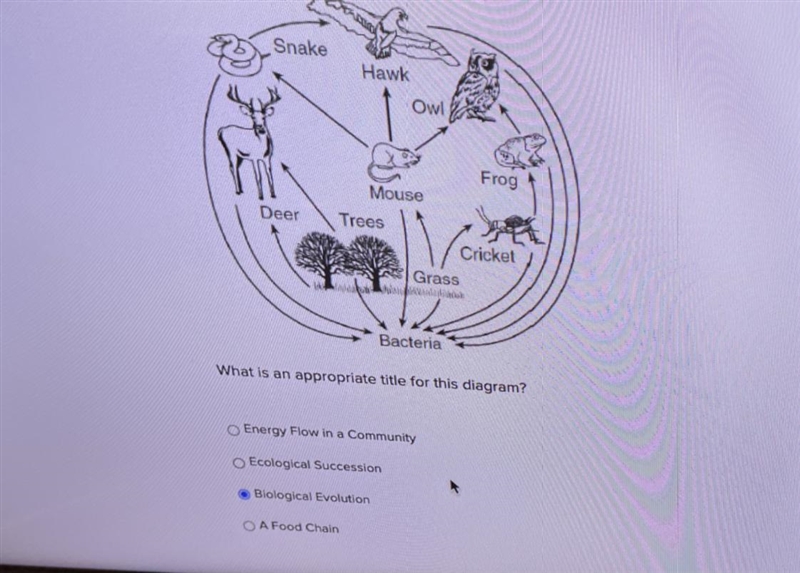 What is an appropriate title for this diagram? Energy Flow in a Community Ecological-example-1