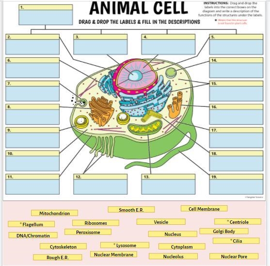 HELP please animal cell diagram-example-1