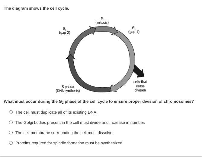 MASTERY CONNECT MITOSIS-example-1