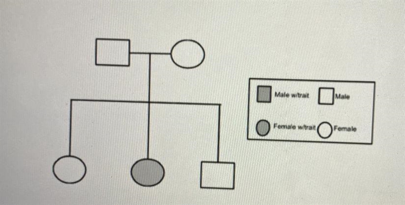 The pedigree below shows two generations of individuals within a family. The pedigree-example-1