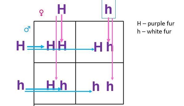 Look at the Punnett square above. Mom and dad are both heterozygous (have 1 dominant-example-1