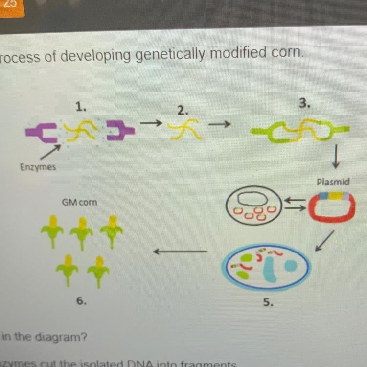 What occurs at step 3 in the diagram? O The restriction enzymes cut the isolated DNA-example-1