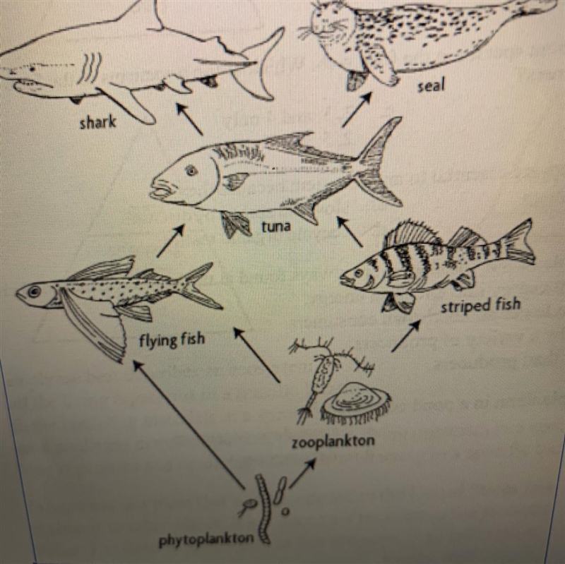 Help 1. Using the same food web above, explain why the arrows point in the direction-example-1