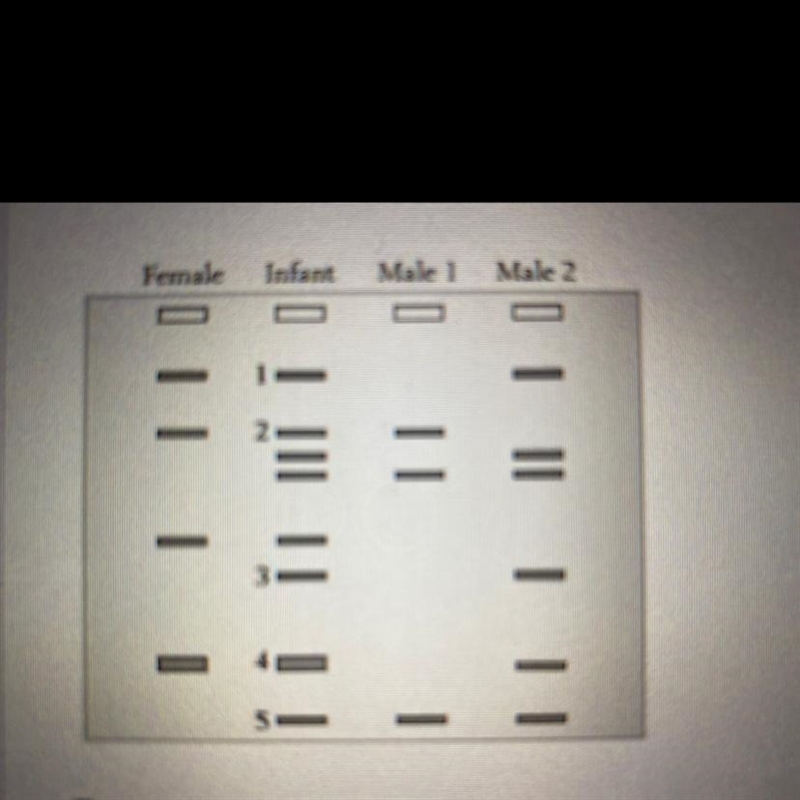 Which of the males could be the father in the following DNA fingerprint? O Male 1 O-example-1