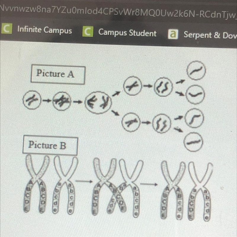 Picture A Picture B Name the process occurring in Picture A.-example-1