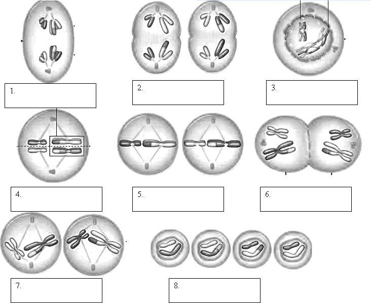 Please I need Help!! ● Prophase I ● Metaphase I ● Anaphase I ● Telophase I ● Prophase-example-1