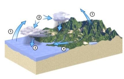 Which number represents runoff on the hydrologic cycle diagram? 1 2 3 4-example-1