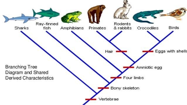 Analyzing the following tree, prove the relationship between ray-finned fish and crocodiles-example-1