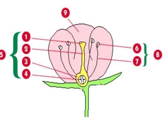 ❗❗❗❗❗❗❗❗❗❗❗❗❗❗❗❗❗❗❗❗❗❗❗❗❗❗❗❗❗❗❗❗❗❗❗HELP PLEASE ! Using the diagram. What is the name-example-1