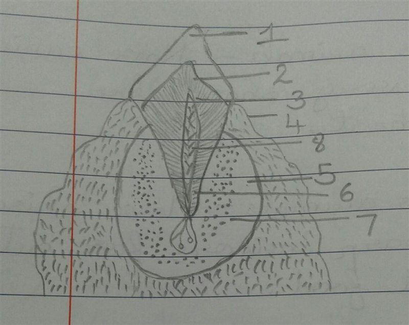 Given below is a diagram of the vertical section of a tooth of a mammal:- (i) Label-example-1