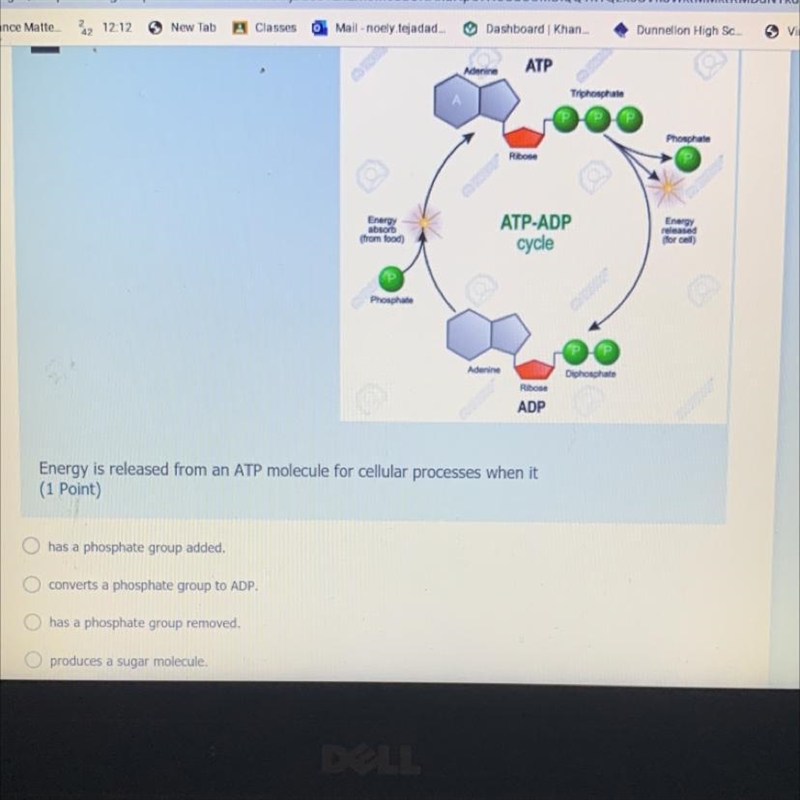 10 Adenine ATP Triphosphate Phosphate Ribos Energy absorb (from food) ATP-ADP Energy-example-1