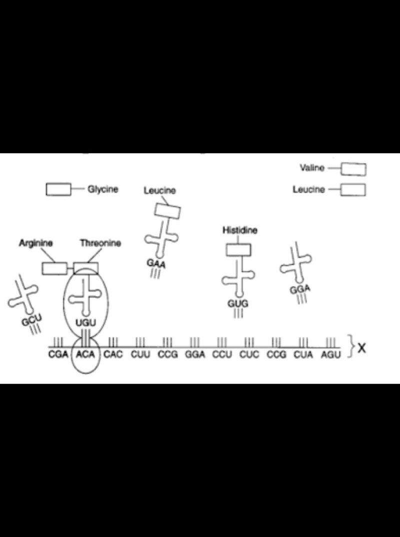 Structure X was made  a. 1 point b. in the nucleus c. by a ribosome d. of anticodons-example-1