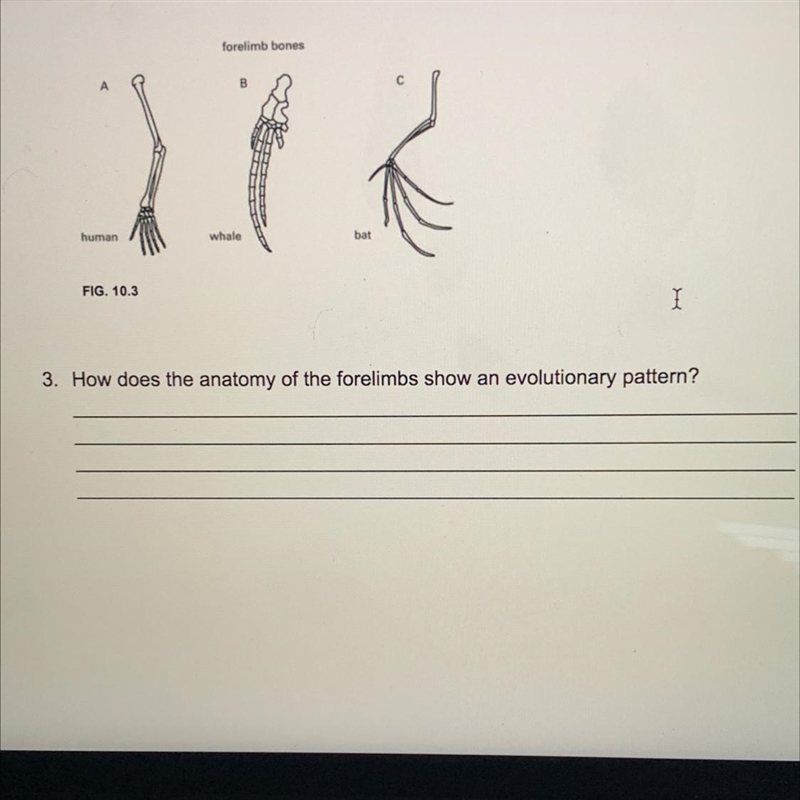 How does the anatomy of the forelimbs show an evolutionary pattern?-example-1