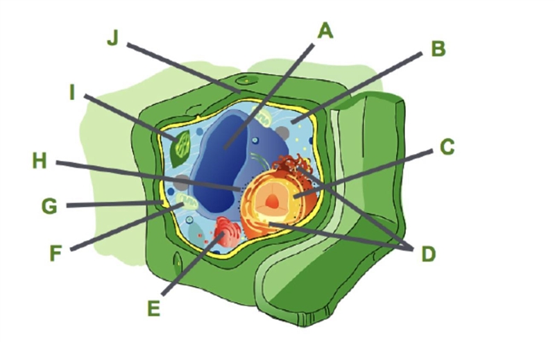 Consider this plant cell. Which organelle is labeled A? nucleus vacuole ribosome mitochondrion-example-1