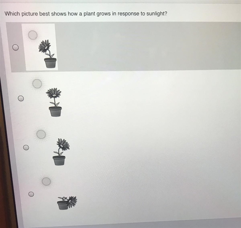 Which picture best shows how a plant grows in response to sunlight?-example-1