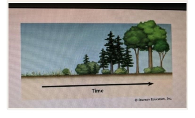 What type of succession is shown in the picture?-example-1