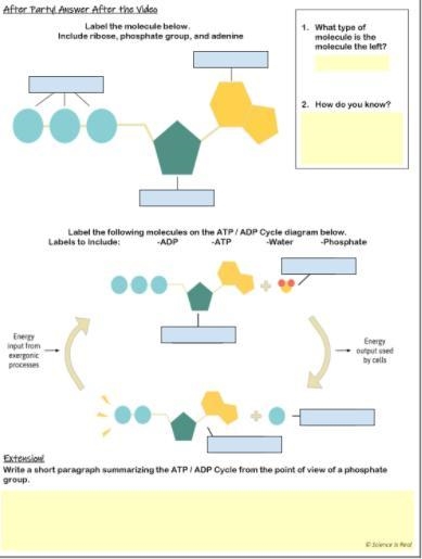 PLEASE HELP BIOLOGY!-example-1