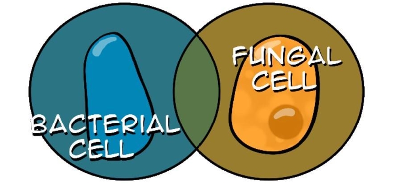 PLEASE HELP, PROKARYOTIC EUKARYOTIC CELL THING Based on what you know about prokaryotic-example-1