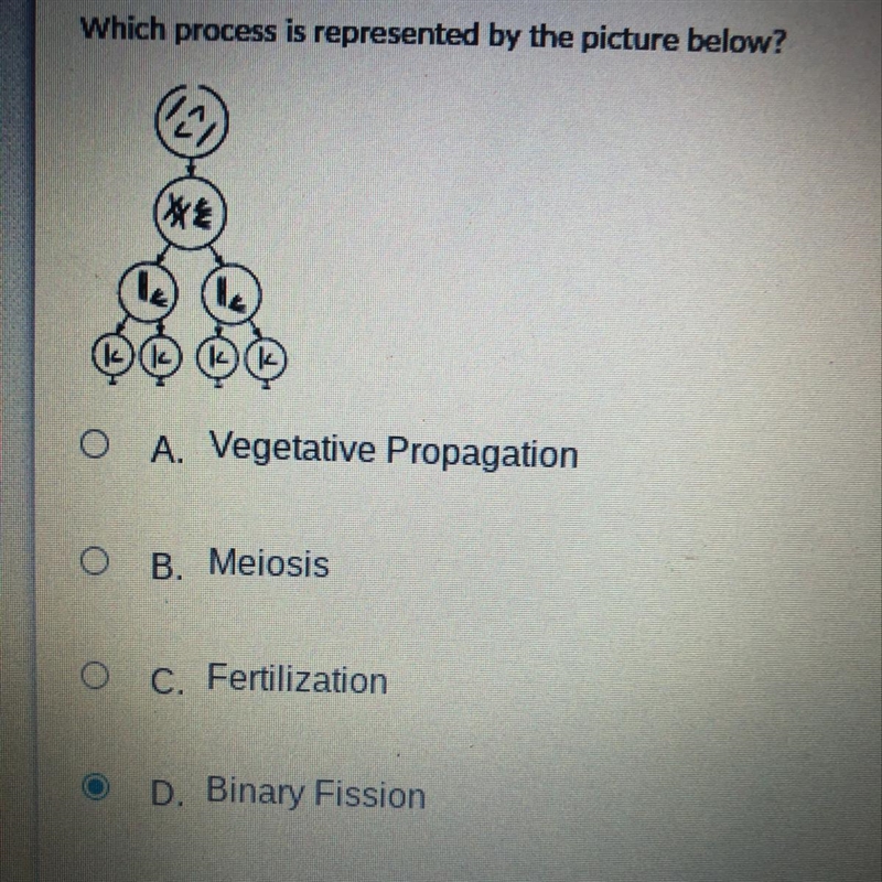 Which process is represented by the picture below? A. Vegetative Propagation B. Meiosis-example-1