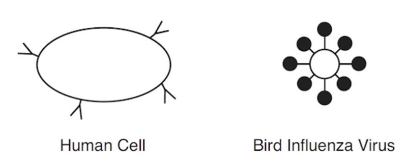 Proteins on the surface of a human cell and on a bird influenza virus are represented-example-1