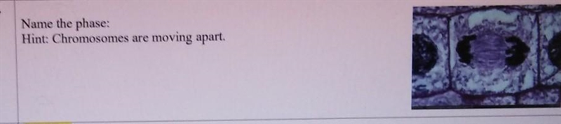 Name the phase: Hint: Chromosomes are moving apart.​-example-1