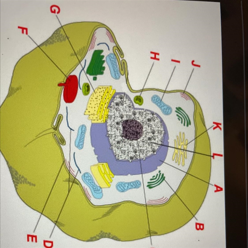 What cell is this ?-example-1