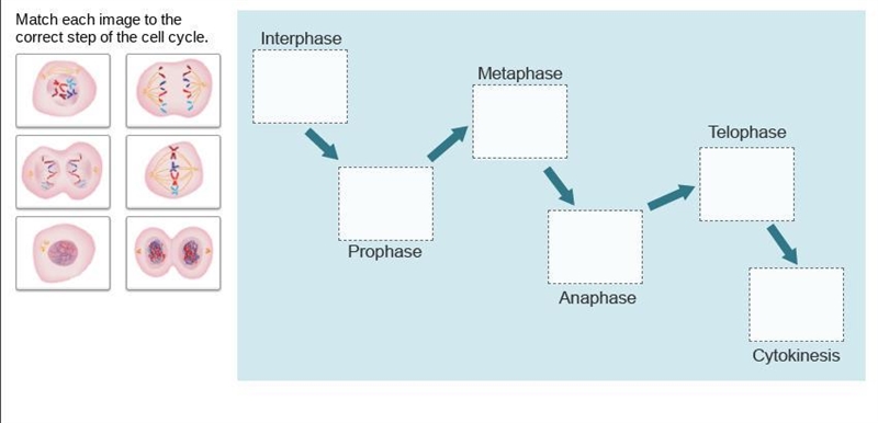 HELPPP!!!!! this is for biology and its the stages of cell reporduction-example-1