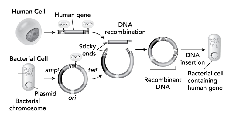 Help fast! The diagram shows the process of making recombinant DNA and using it to-example-1