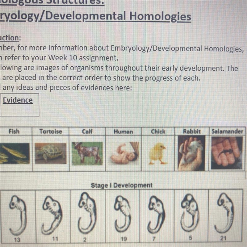 Which organism is the most closely related to birds? And why?-example-1