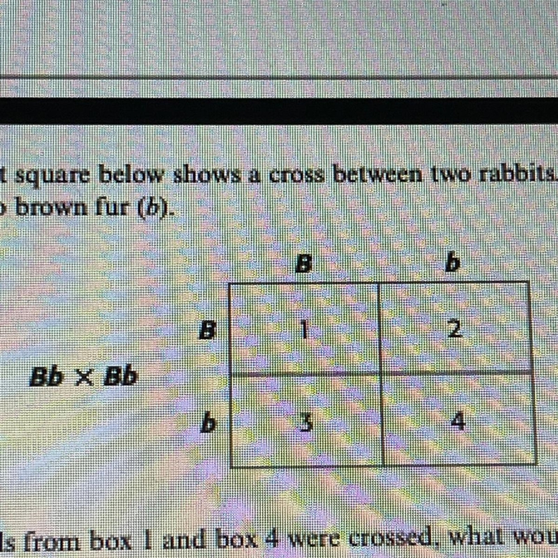 If individuals from box 1 and box 4 were crossed, what would be the genotypes of the-example-1