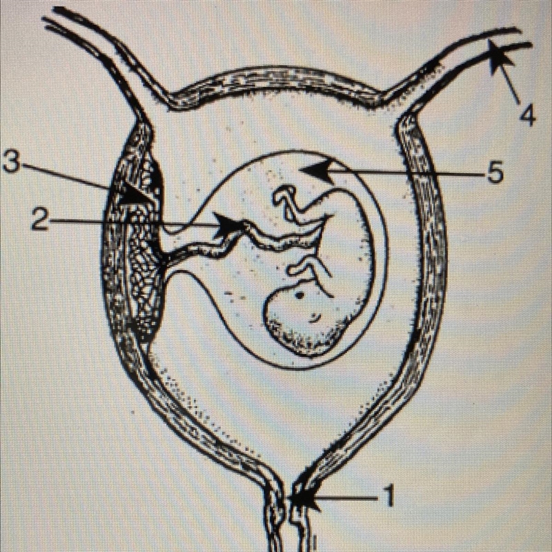 Base your answer to the following question on the diagram below, which represents-example-1