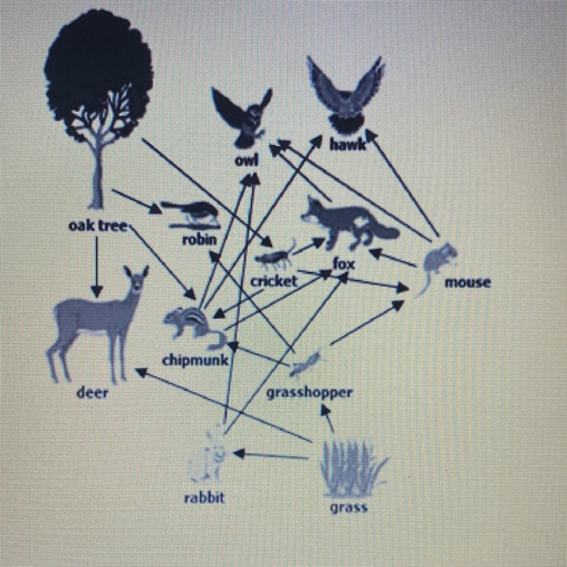 BIOLOGY- 5 questions 1. Which organisms have the greatest amount of stored energy-example-1