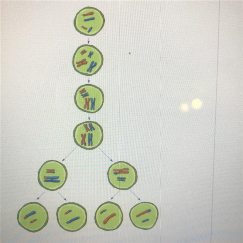 What process is shown in the diagram? Mitosis Meiosis Binary fission Cytokinesis-example-1