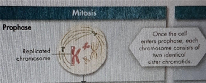 PLEASE ANSWER THIS QUESTION!!!! During prophase I of mitosis above, there are ____ chromosomes-example-1