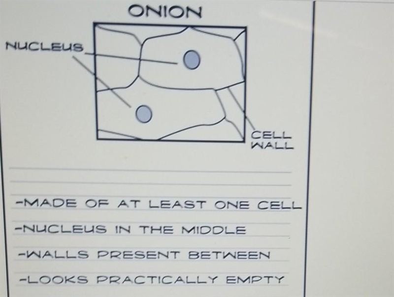 Look at the diagram of the magnification of an onion skin. A group of students recorded-example-1