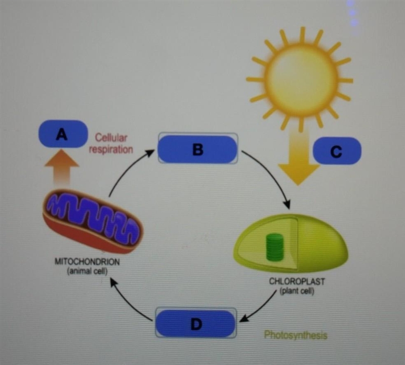 HELP!! Examine the model depicting the relationship between photosynthesis and cellular-example-1