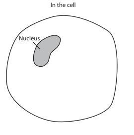 What do proteins do when they enter cells?-example-1