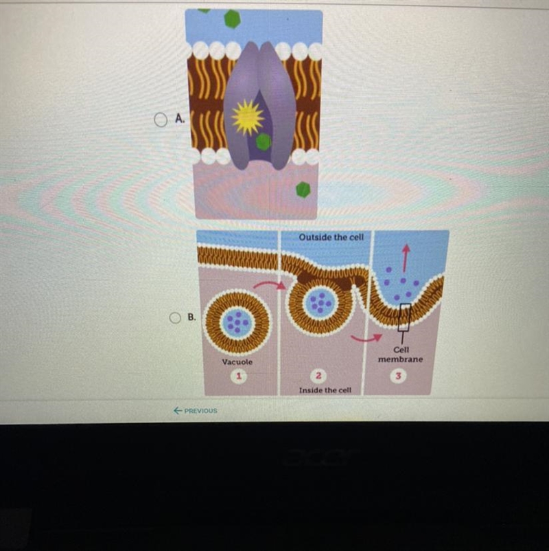 Which model shows a way that large molecules can enter a cell without using the cell-example-1